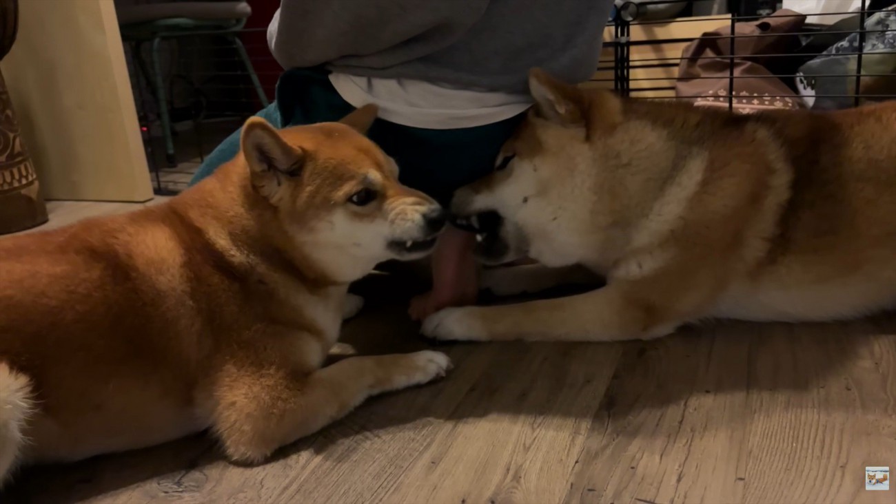 ナラちゃん＆ソラくんとママの再会⑩