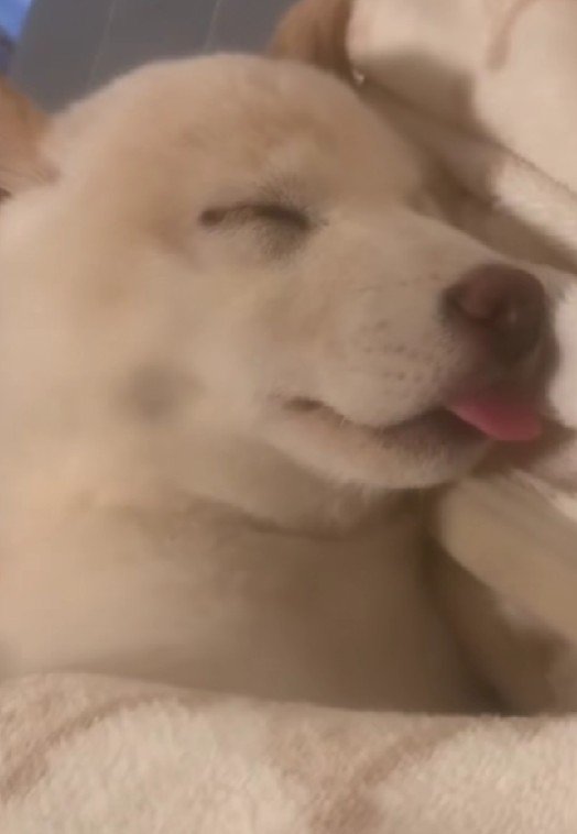 寝顔をスマホで撮影