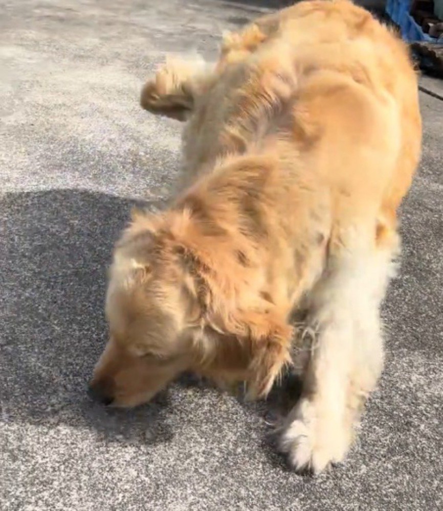 投稿者の近くで体勢を低くする犬