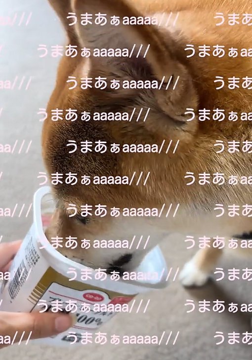 ヨーグルトを食べる犬1