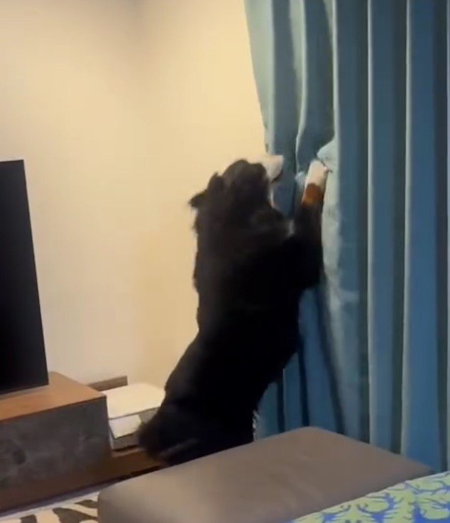 カーテン越しに女性に飛びつく犬