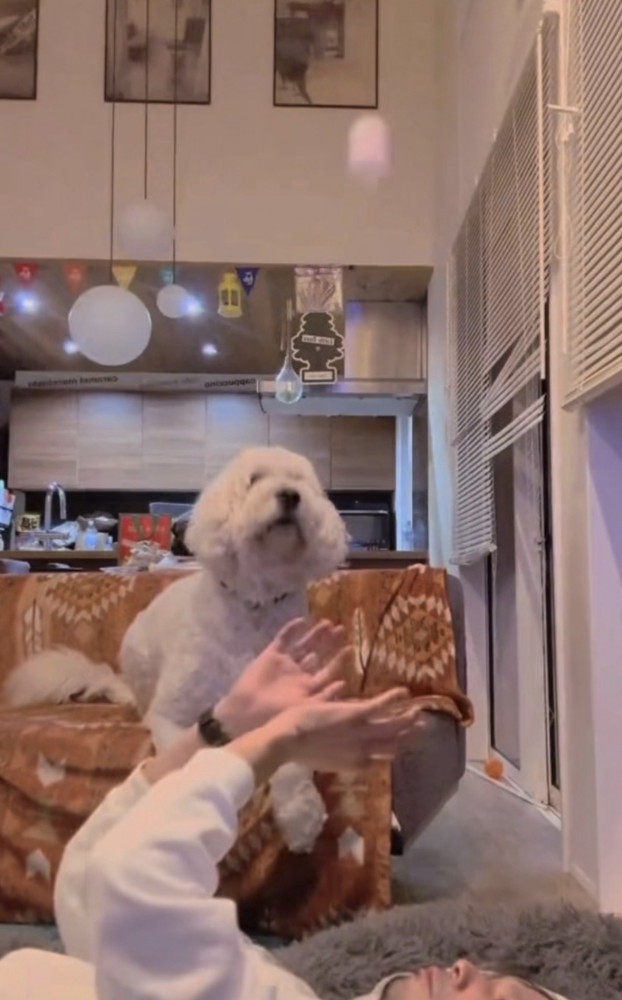 投げるボールを見る犬