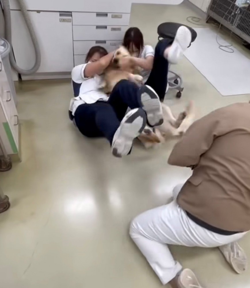 ついに床に倒れ込んだスタッフと犬