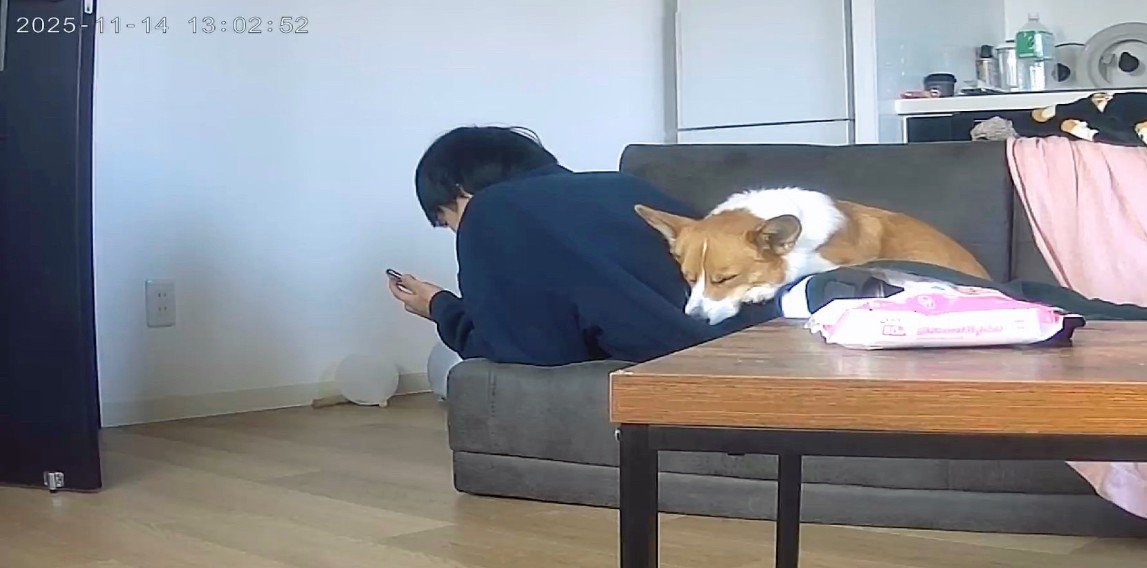 お留守番中のポムちゃん8