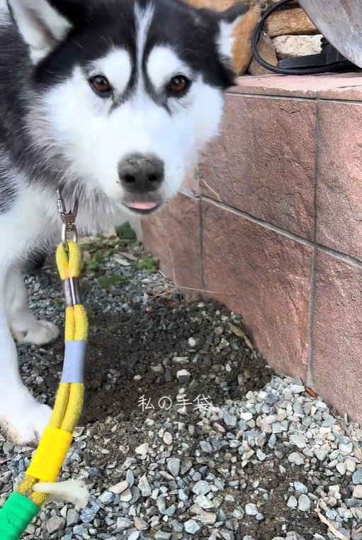 ナラちゃんの行動7