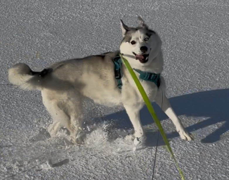 寒さに強いシベリアンハスキー