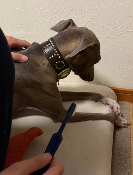 歯みがきを拒否するプットくん