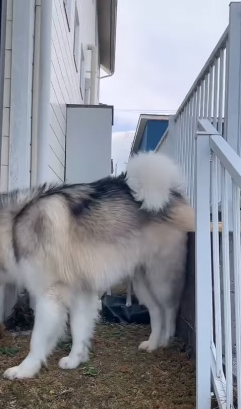 中型犬を追い越した大型犬