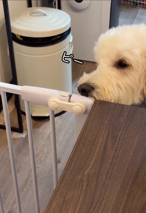 鳴いてしまうソラくん