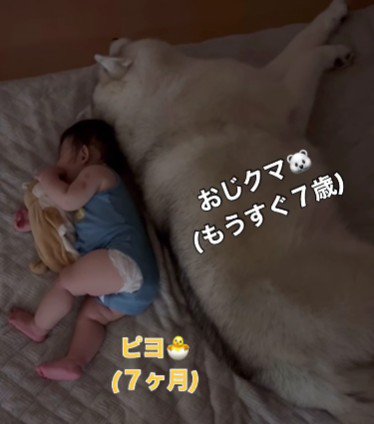 おじクマちゃんがお昼寝中