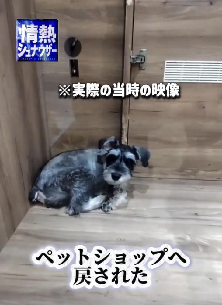 小部屋の隅で伏せる犬