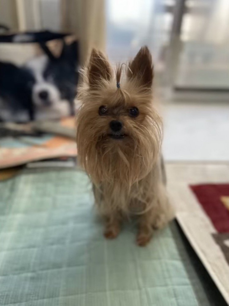 頭の毛を結われてカメラを見つめるメスの老犬