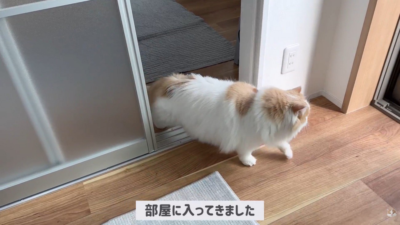 ポテチくんとレモンさんの初対面4