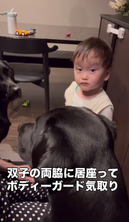 ボディーガードのような2匹