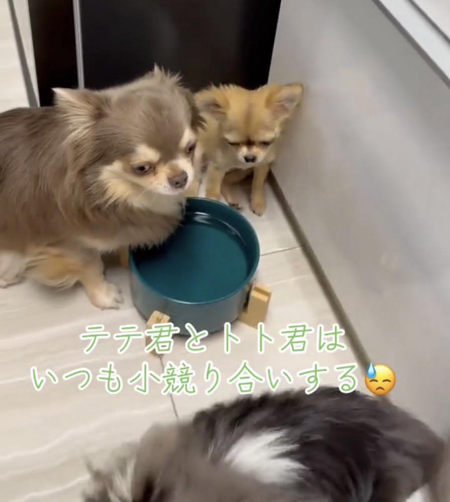 離れていく犬を見つめる2匹の犬