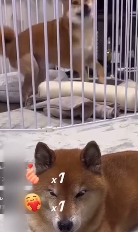 ロックくん＆ボブくんのハプニング7