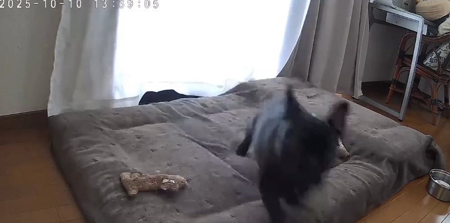 音がしたほうへ走り出すフレンチブルドッグ