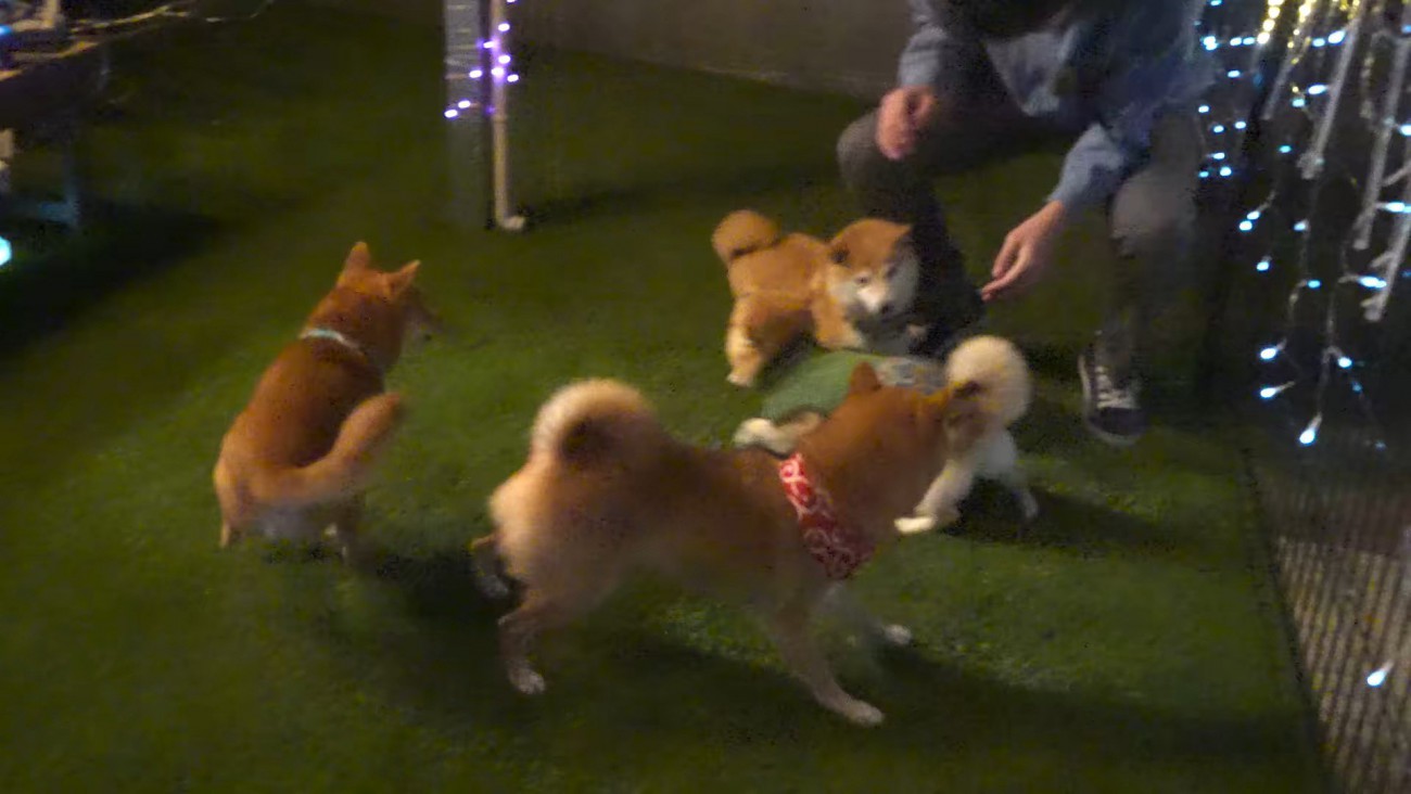 お兄ちゃん帰省時の豆柴4兄妹6