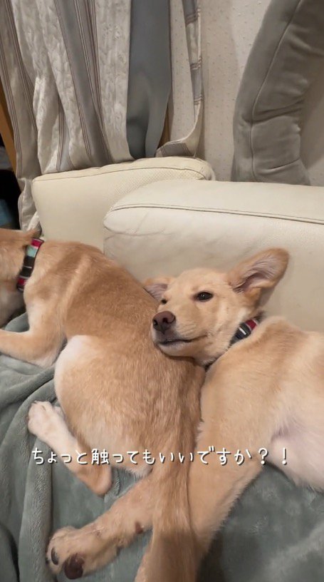 犬に話しかける女性