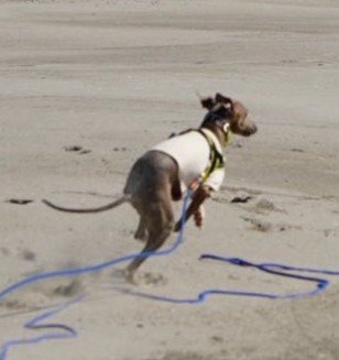 プットくんと海辺を走ったら3