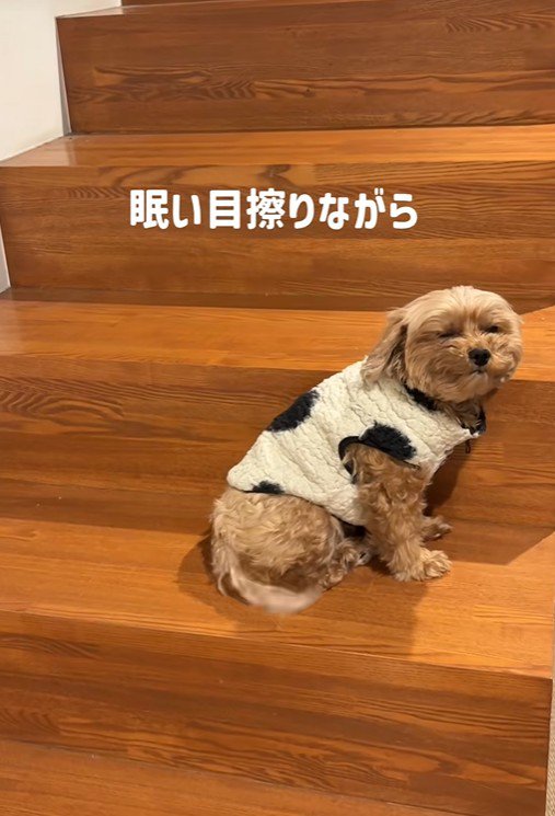 チャチャちゃんのお出迎え4