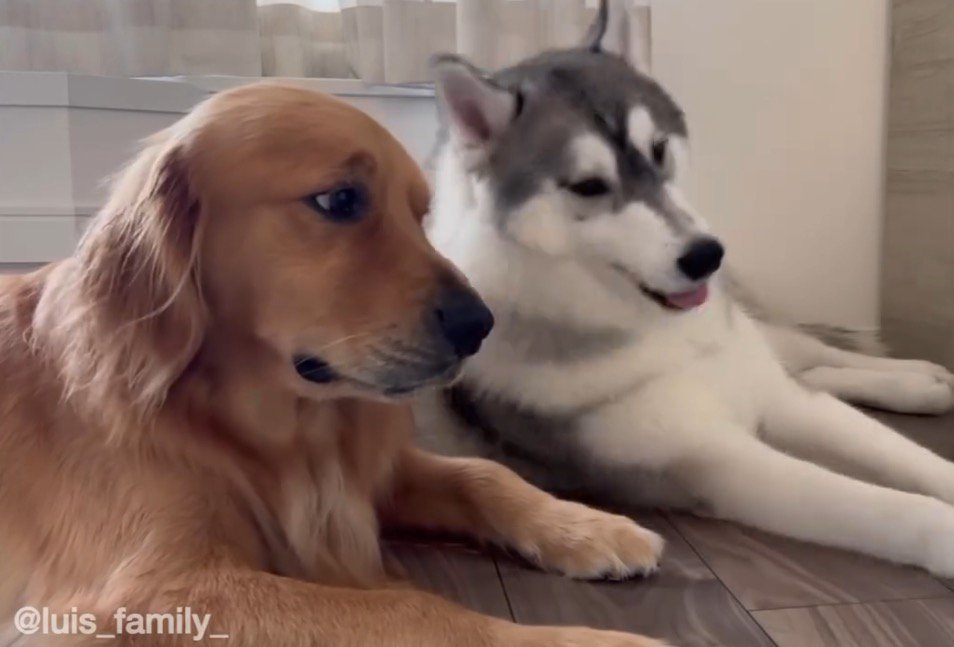 ゴールデンレトリバーに寄りかかるハスキー犬