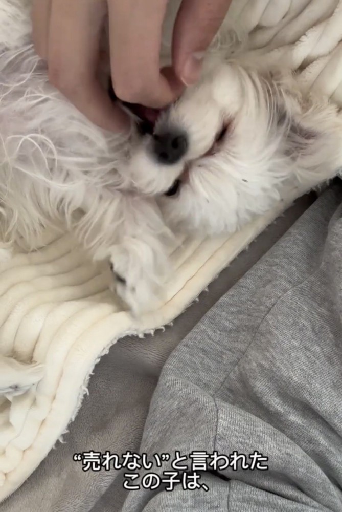 寝転んで甘える犬