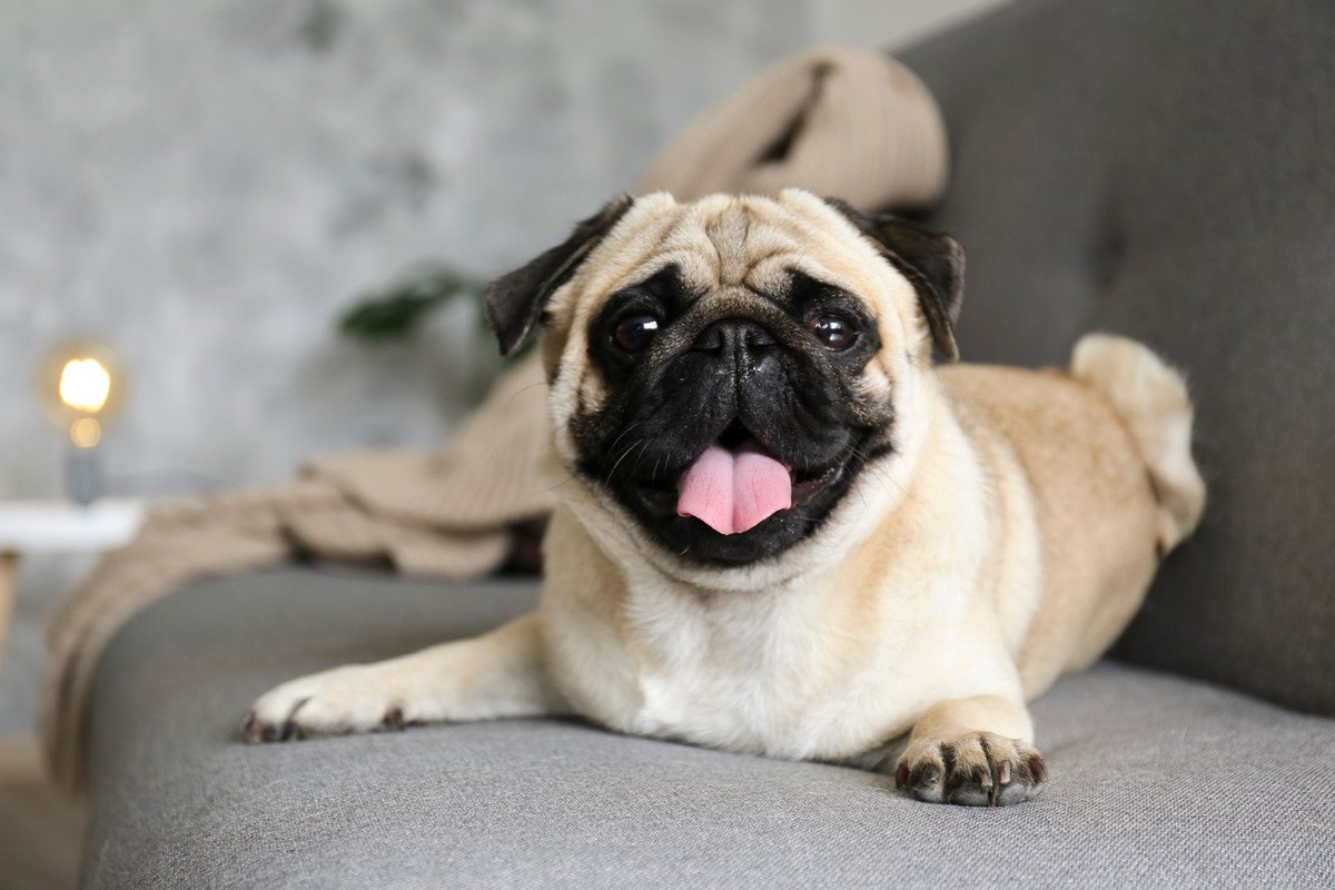 犬がよくいる『4つの場所』あなたの愛犬が好きな場所はどこ? | わんちゃんホンポ