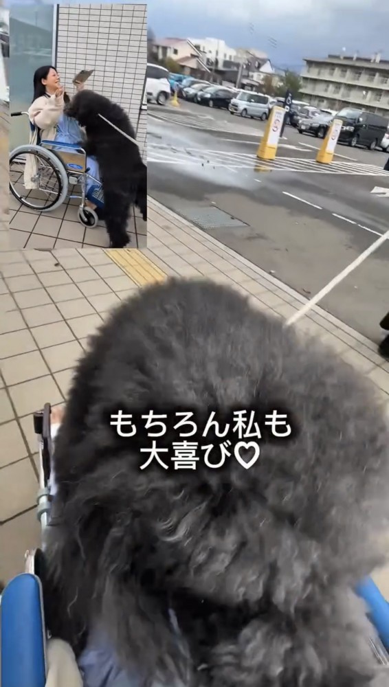 車椅子に向かって近づく犬