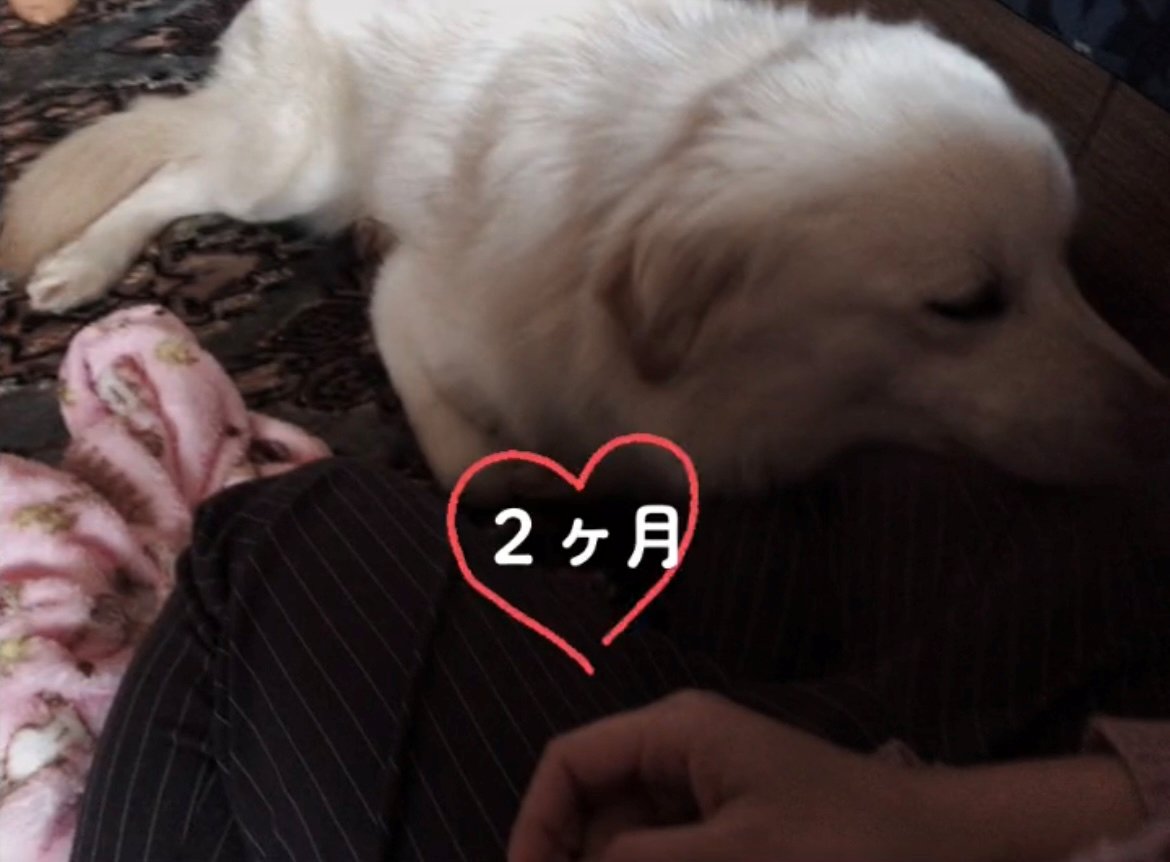 人の足に顔をのせてリラックスする犬