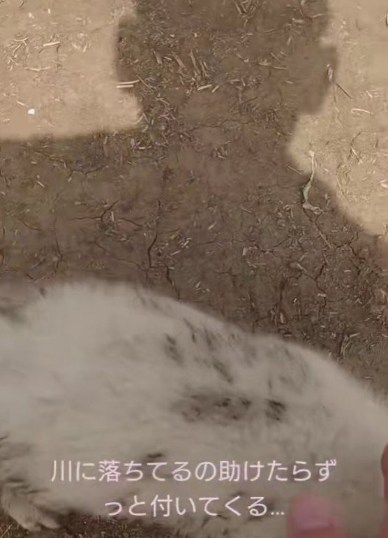 どこまでも着いてくる…