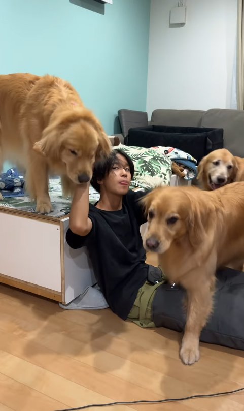 お兄ちゃんを囲む大型犬たち