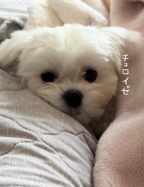 大満足なHaruちゃんでした