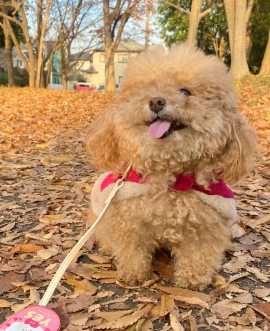 現在はモコモコタイプ♡