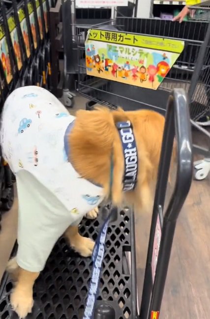 振り返るならちゃん