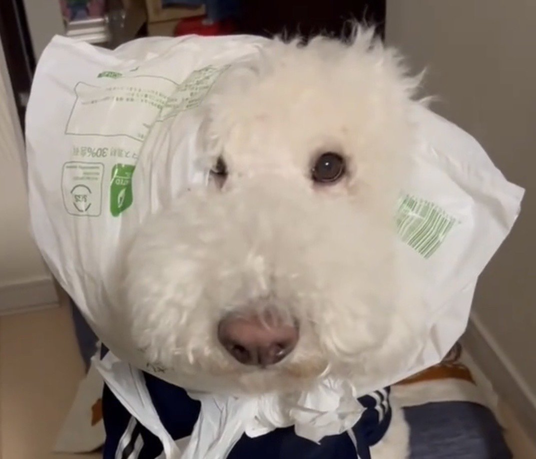 頭に白い袋をかぶった犬