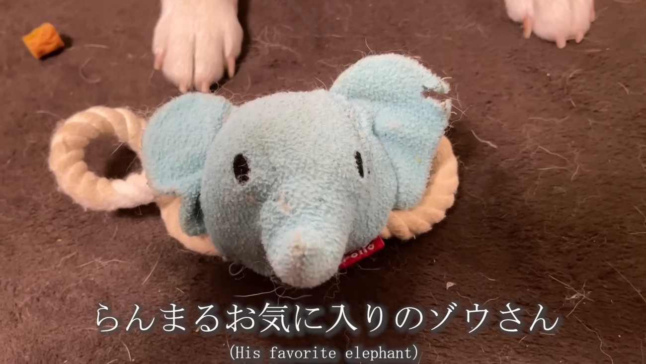 おもちゃがボロボロに…