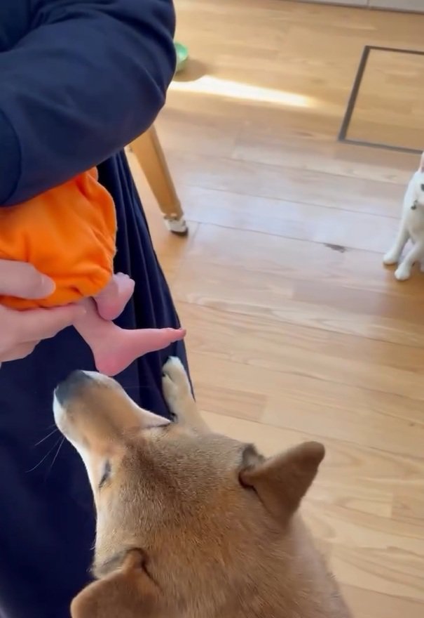 においを嗅ぐきなこちゃん