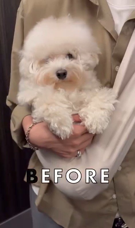 ジジくんのビフォーアフター