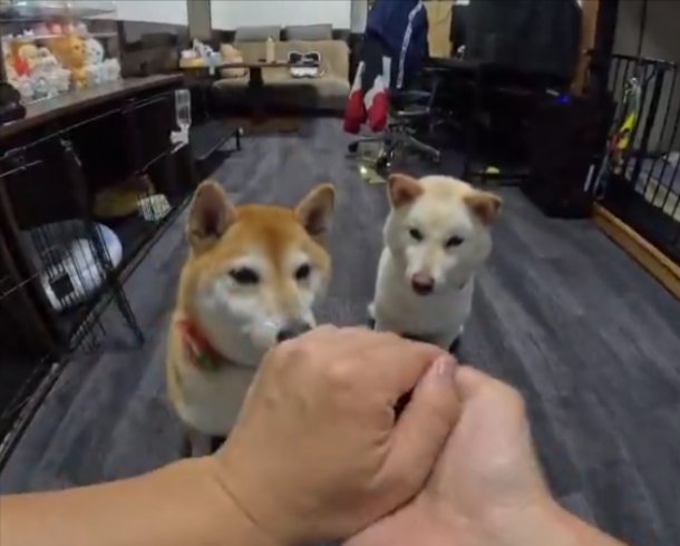 柴犬