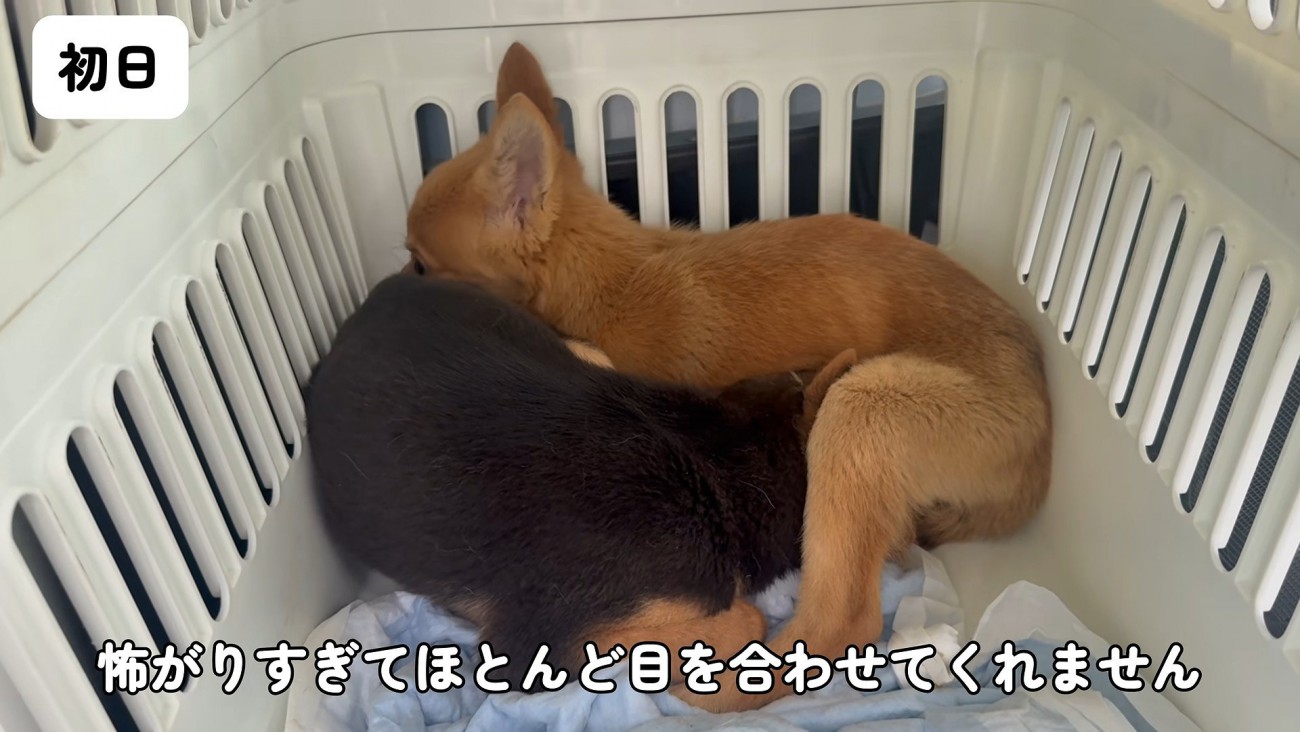 処分対象だった2匹の犬
