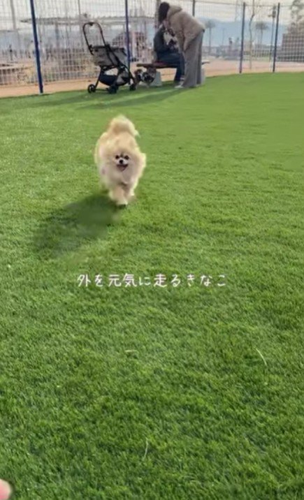 今ではお散歩大好きに！！