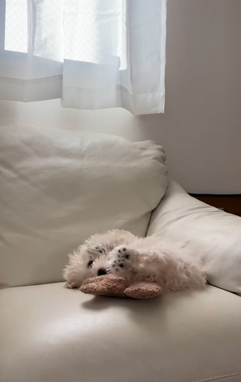 ソファーの上で遊ぶ子犬