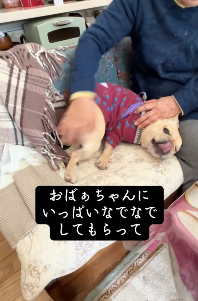 おばあちゃんちの犬…？