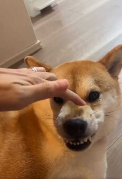 ムキ顔のあめまるくん