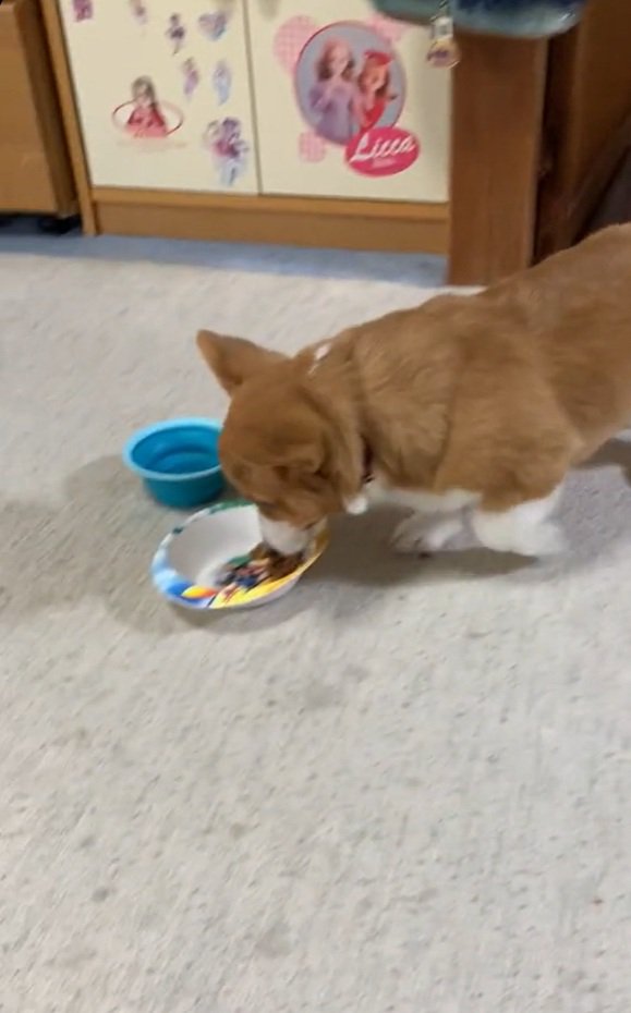 ご飯に近づくロイくん