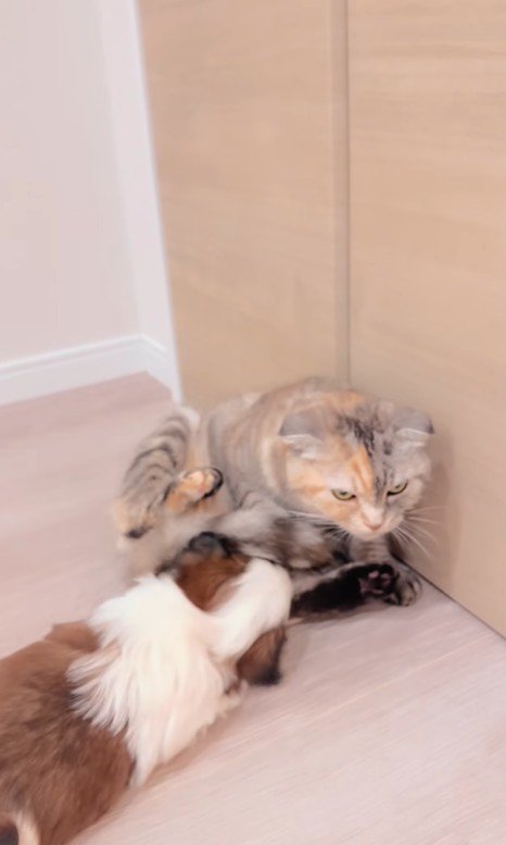 赤ちゃん犬と猫のふれあい5