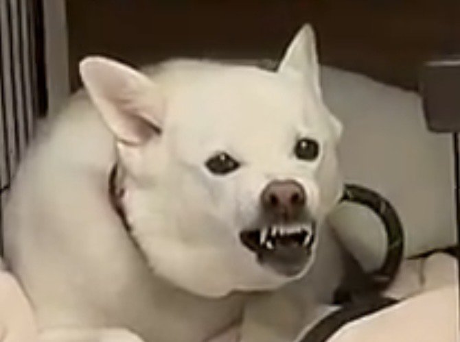 鋭い牙をむき出しにする犬
