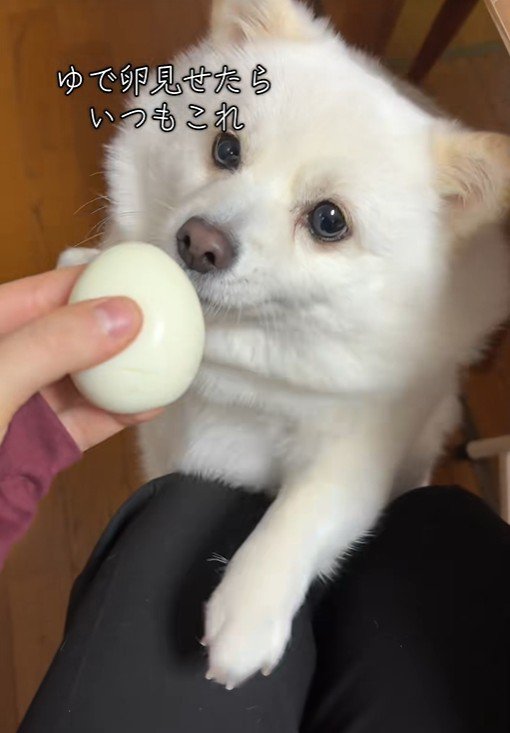 ゆで卵を欲しがるベラちゃん9