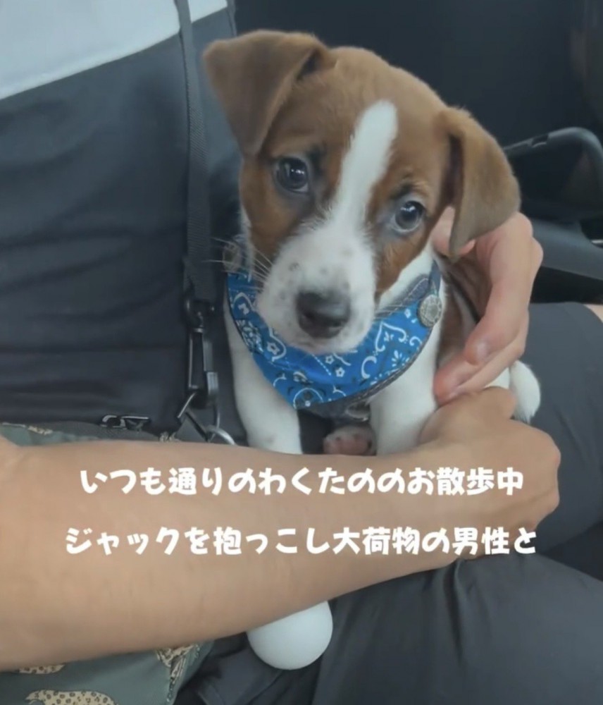 人に抱かれている子犬